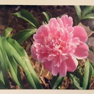 Meet your Posher, Cindy